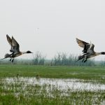 Birds at Chilika Lake