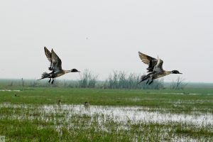 Birds at Chilika Lake