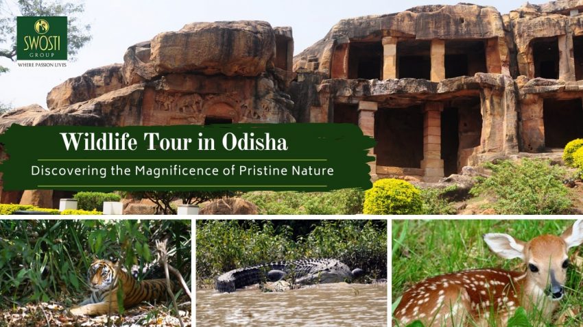 wildlife tours in Odisha